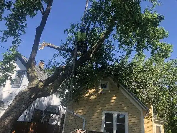 24-hour emergency tree service