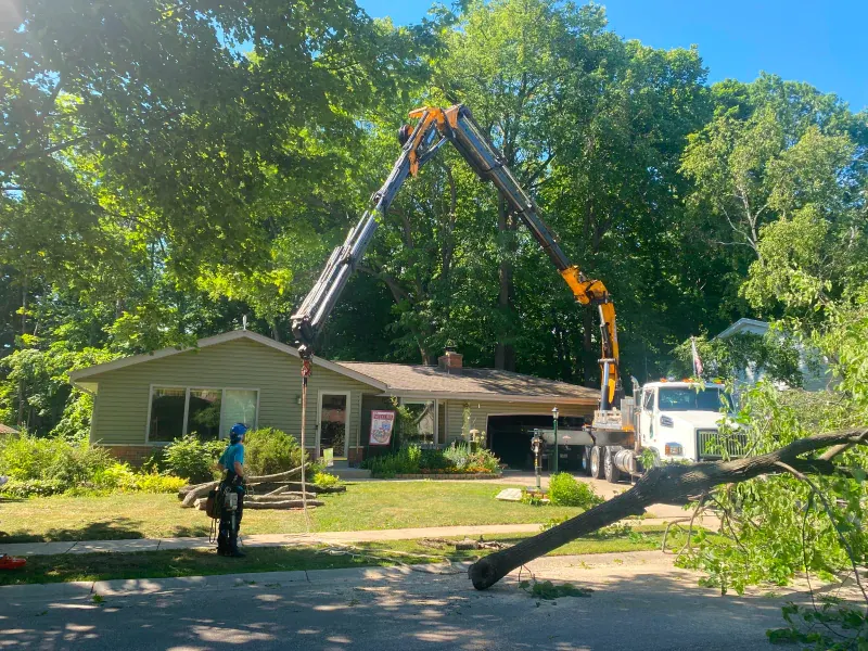 crane service tree removal greendale
