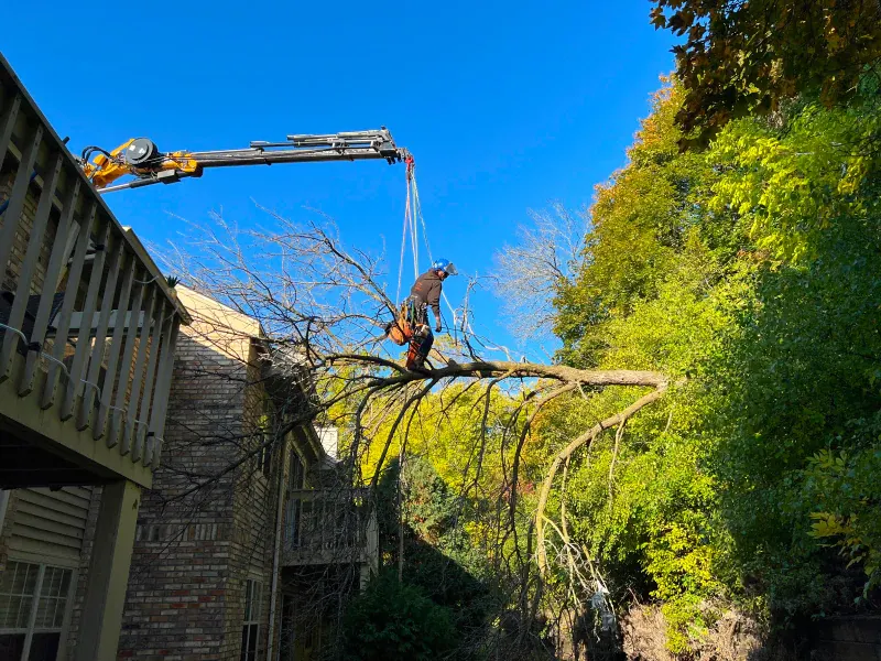 expert tree removal service oak creek