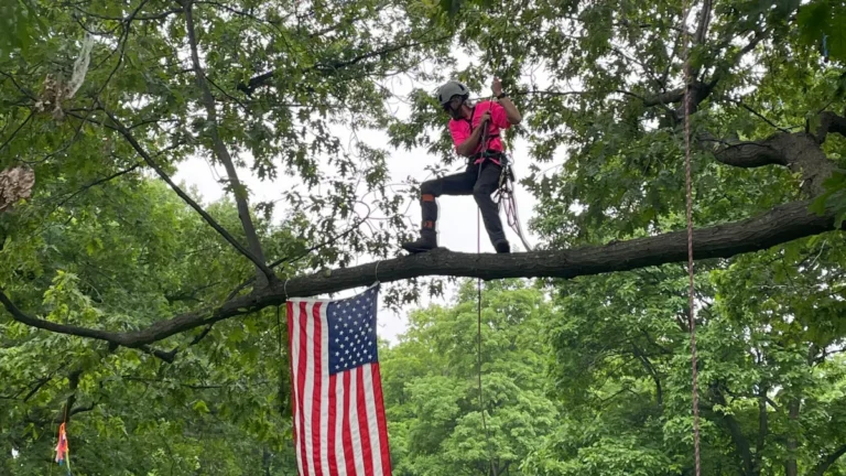 Why Should I Hire a Certified Arborist to Care for My Trees?