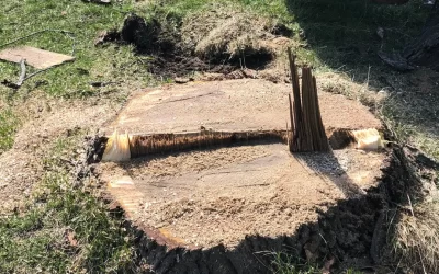 What You Should Know About Stump Grinding