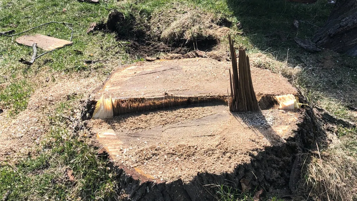 stump grinding