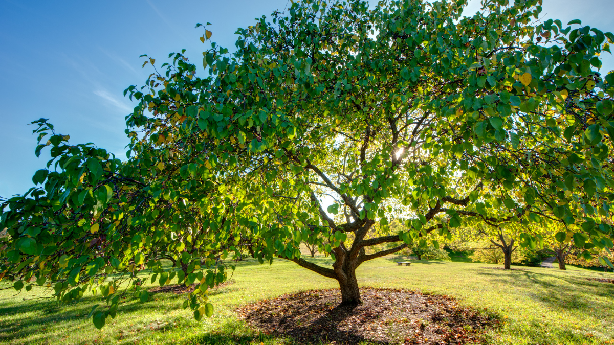 summer tree care