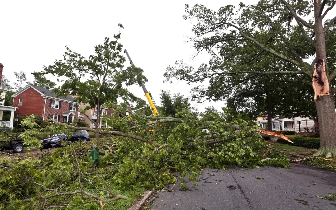 How to Navigate Storm Damage in Your Yard