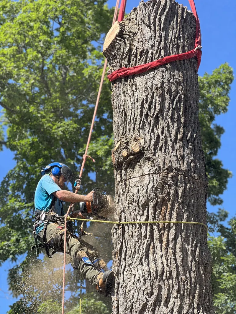 expert tree removal