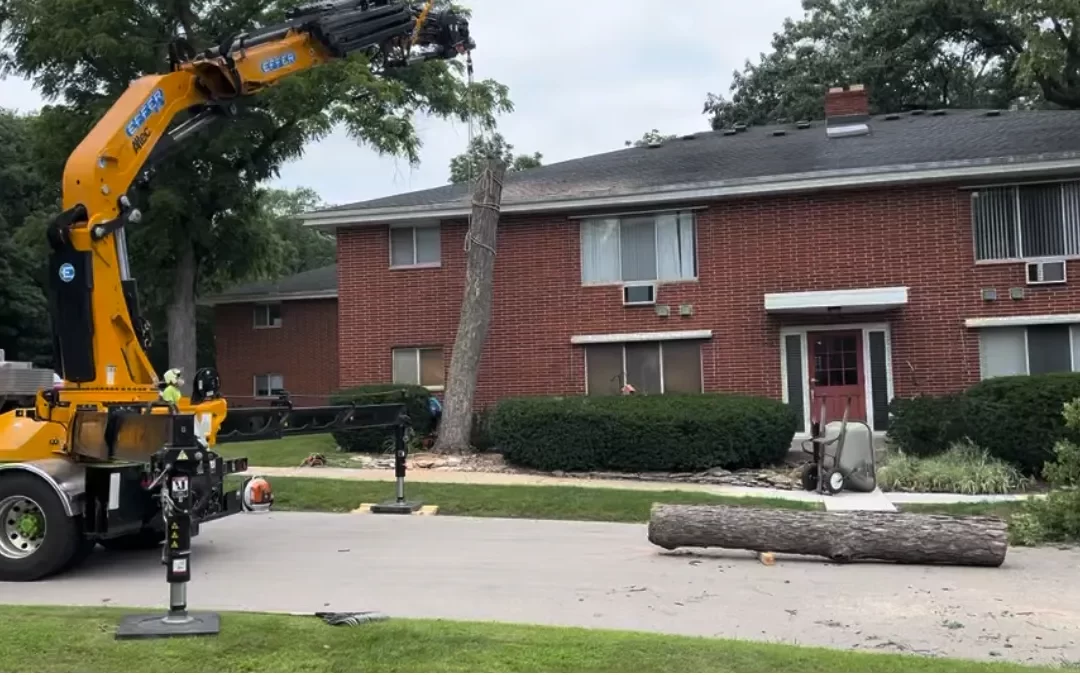 How to Safely Remove a Dangerous Tree in Greendale, WI