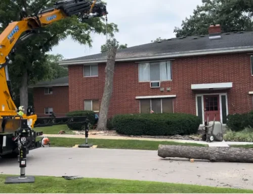 How to Safely Remove a Dangerous Tree