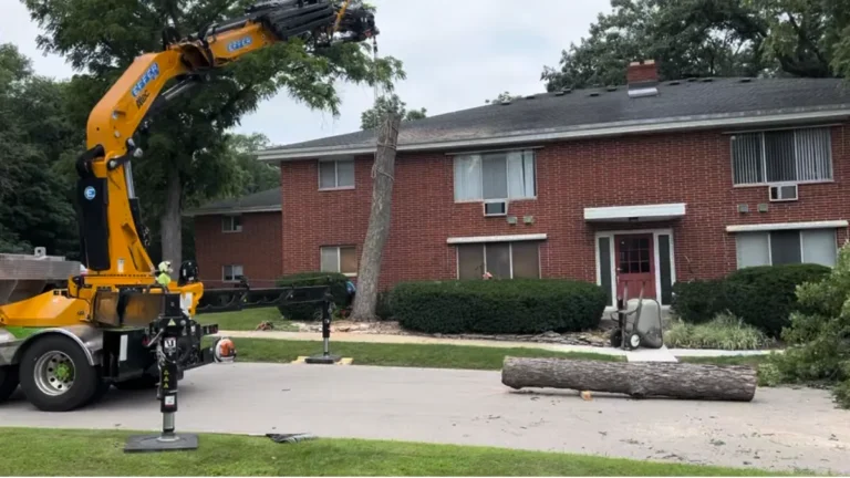 How to Safely Remove a Dangerous Tree