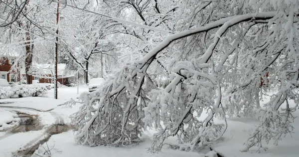 winter tree damage