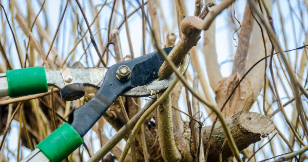 winter tree trimming