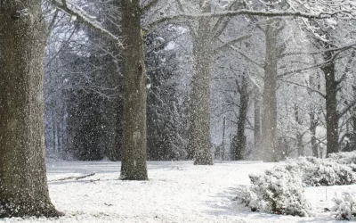 Prepare Your Trees For Winter