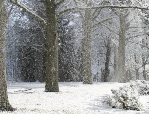 Prepare Your Trees For Winter