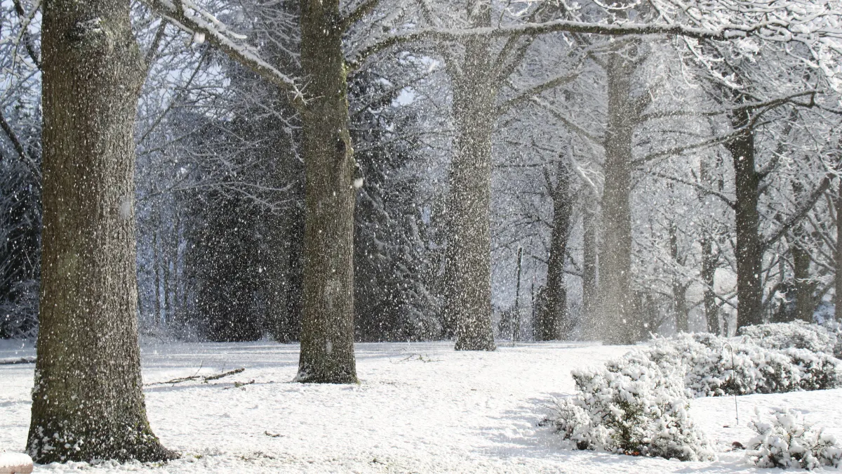 winter weather tree prep