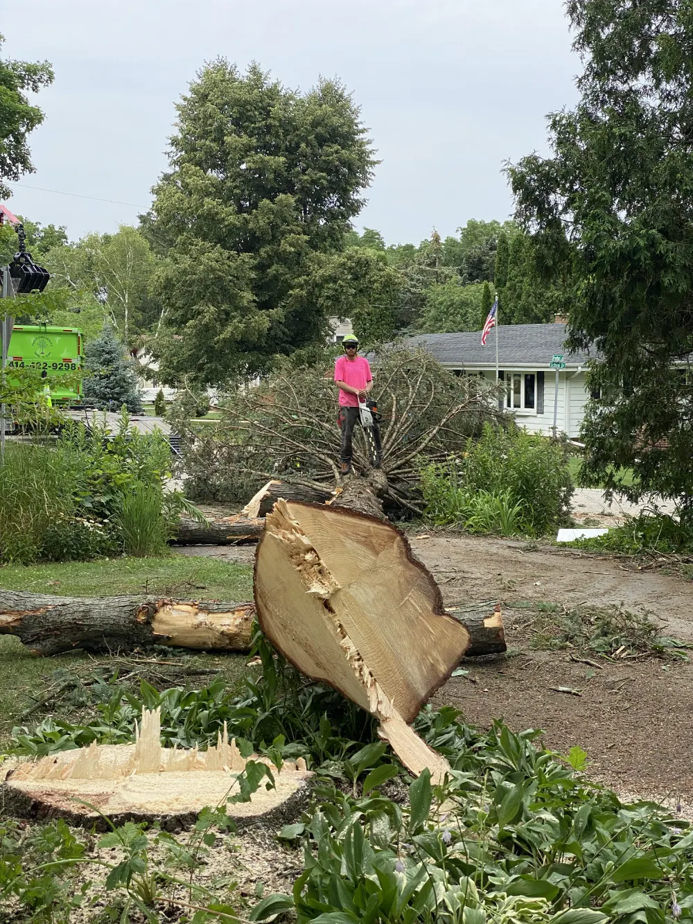 tree cut down Cut and Go budget tree removal service
