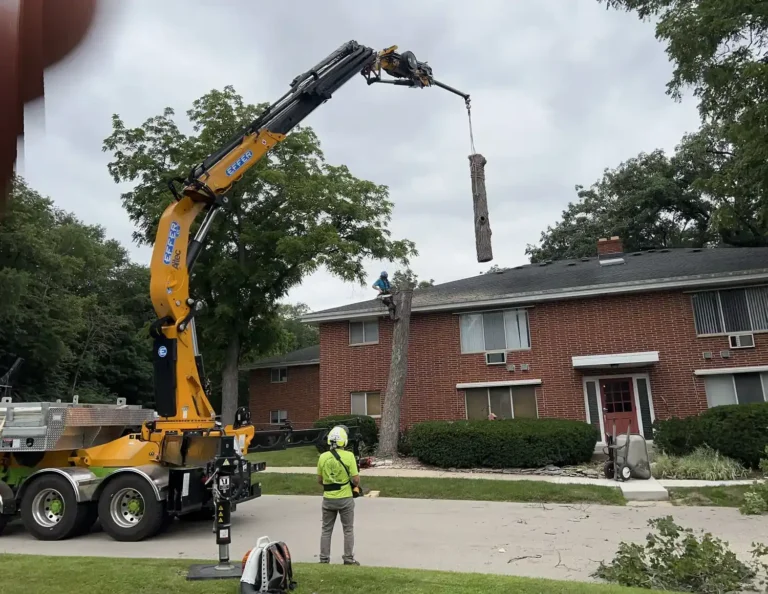 Crane removing hollow tree near apartment building in Greendale, Wisconsin