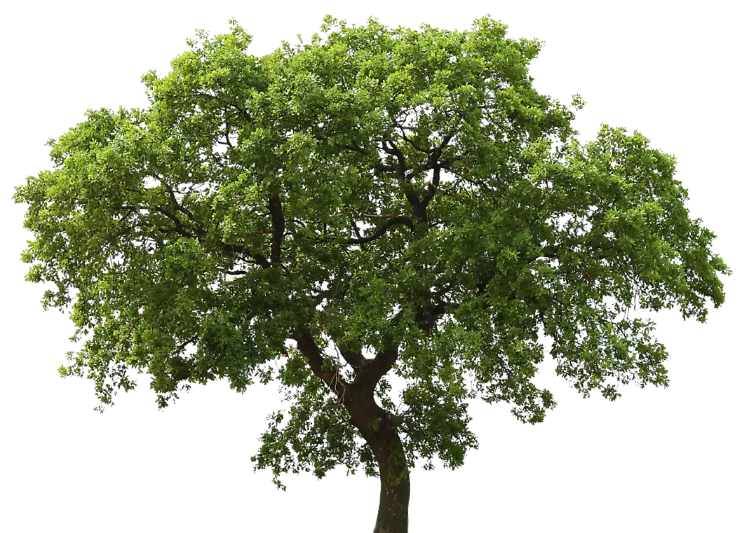 tree service in Greendale, WI