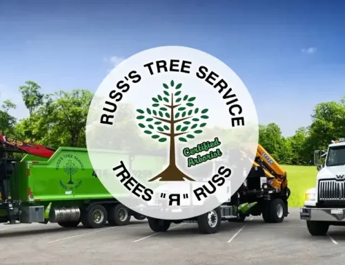 How to Save Money on Tree Removal Without Cutting Corners