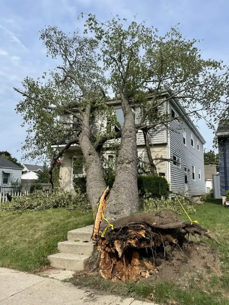 Before Storm Removal – Franklin WI 24hr Emergency Tree Service service