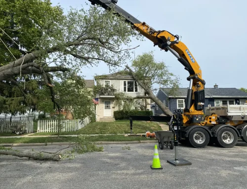 How Much Does Tree Removal Actually Cost in Southeast Wisconsin?