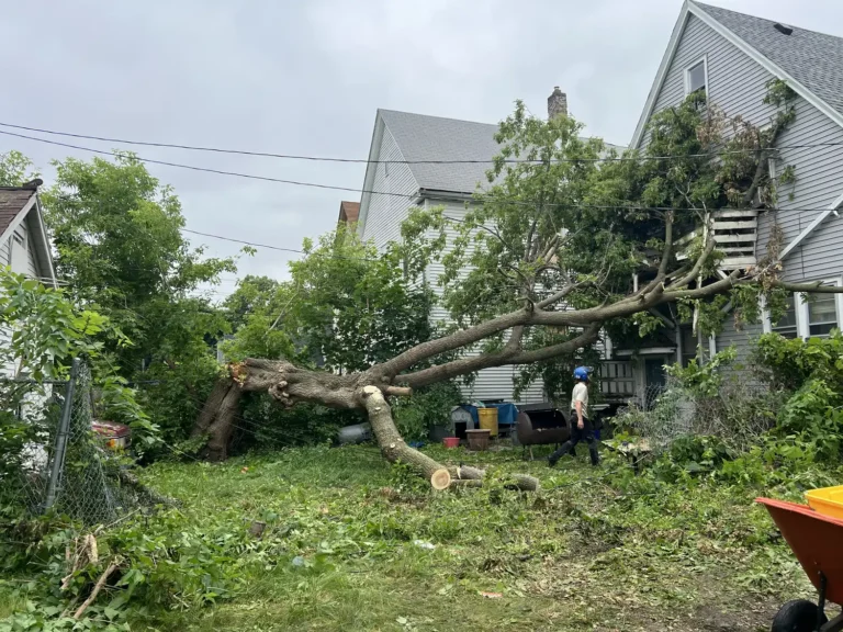 Storm damage tree removal in progress on Milwaukee, Wisconsin home