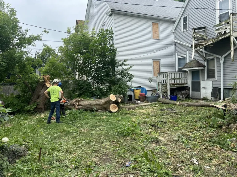 Continued storm damage tree removal at Milwaukee, Wisconsin residence