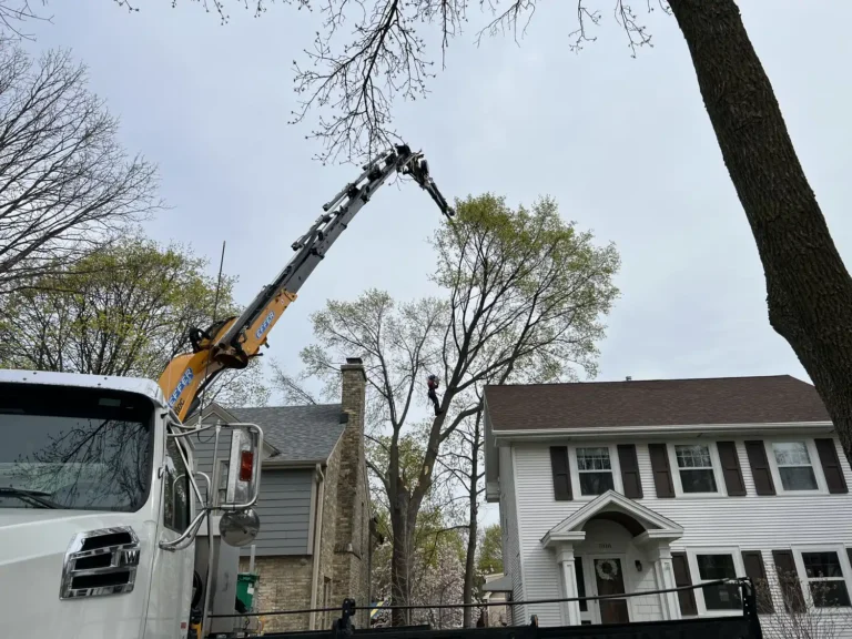 Norway maple storm damage removal from backyard in Wauwatosa, Wisconsin