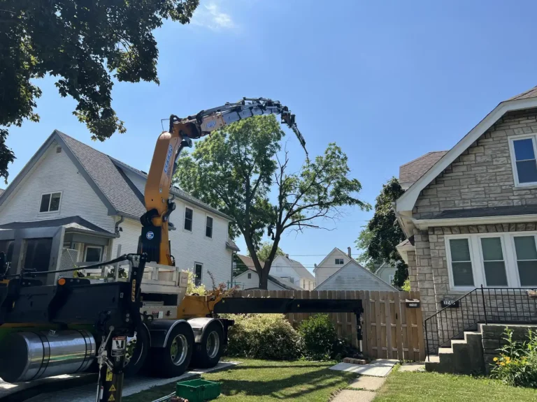 Large walnut tree removal in backyard in Cudahy, Wisconsin