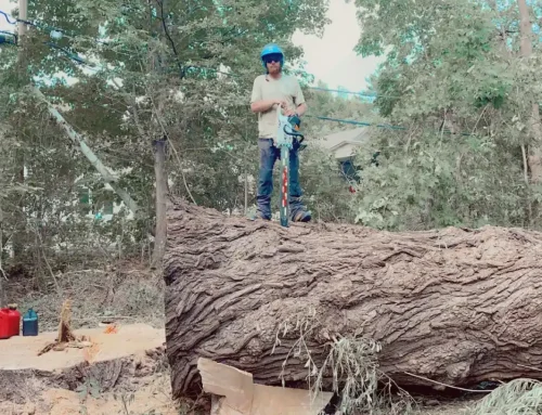 Why Smart Homeowners in Southeast Wisconsin Book Tree Removal in March
