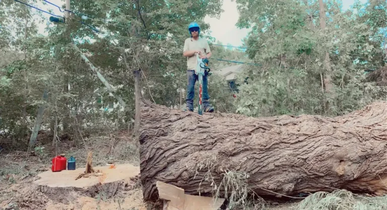 Arborist standing on large willow tree during removal in Greenfield, Wisconsin