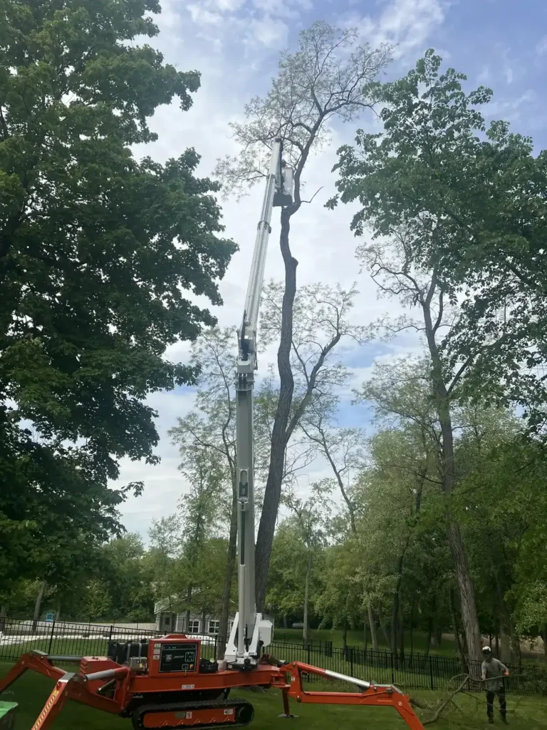 Bucket lift removing tall black locust tree in Mukwonago, Wisconsin