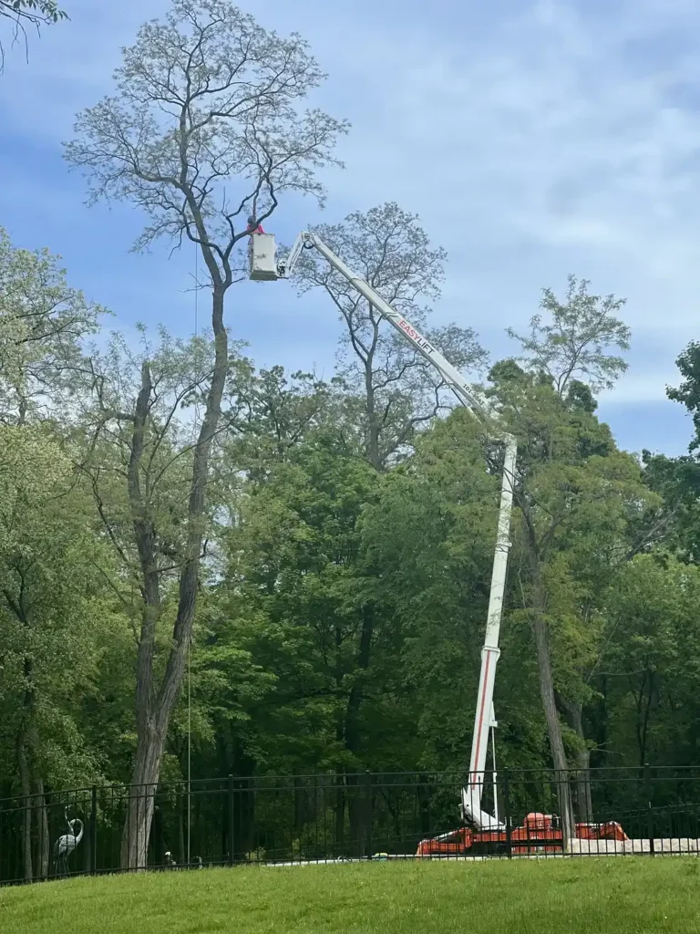 Arborist in bucket lift cutting black locust tree in Mukwonago, Wisconsin