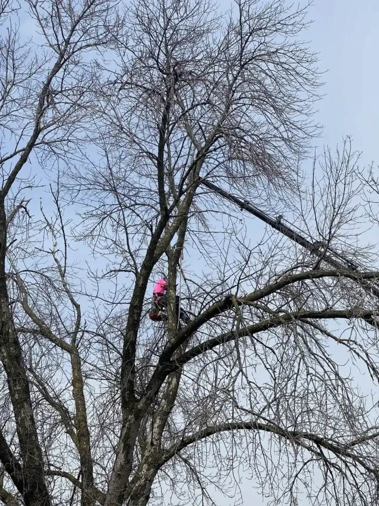 Professional arborist climbing and working in tree canopy in Milwaukee
