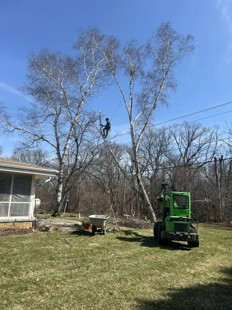 Trimming cracked limb on birch tree in Muskego, Wisconsin