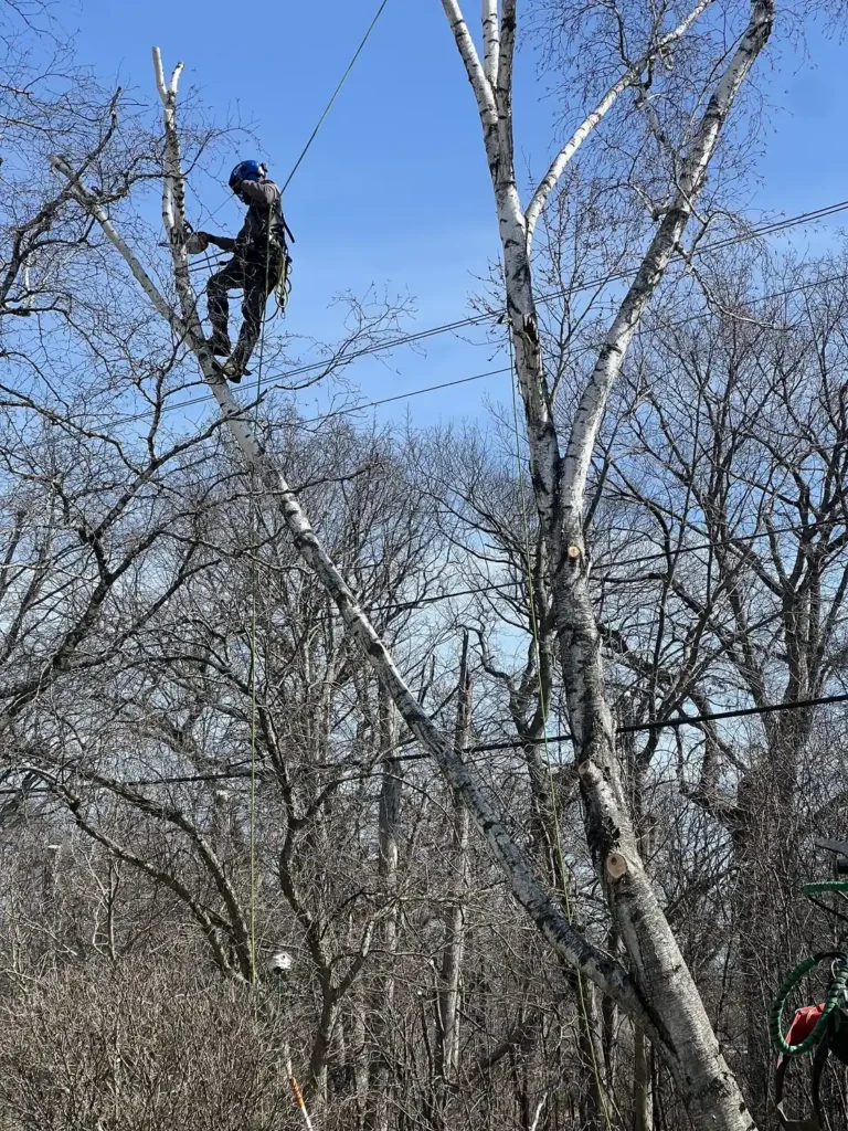 Close-up of cracked birch tree limb being trimmed in Muskego, Wisconsin