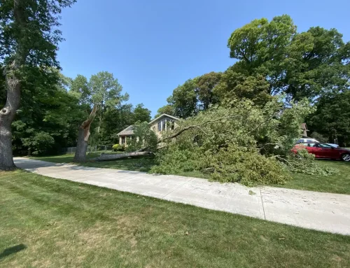 New Berlin’s Aging Builder-Grade Trees: When to Remove vs. Save