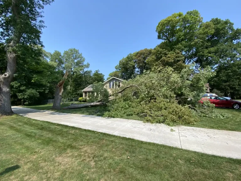 New Berlin’s Aging Builder-Grade Trees: When to Remove vs. Save