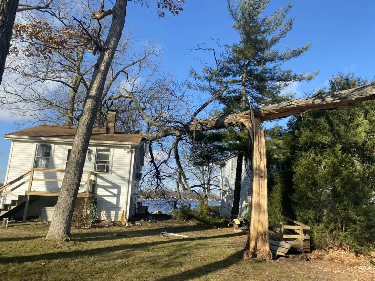 Emerald Ash Borer in New Berlin: What Homeowners Need to Know