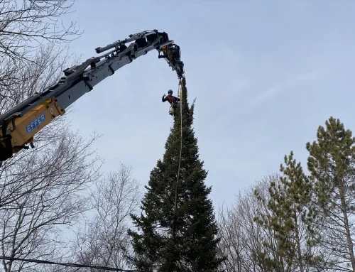 DIY Tree Removal vs. Hiring a Pro: What Actually Makes Sense?