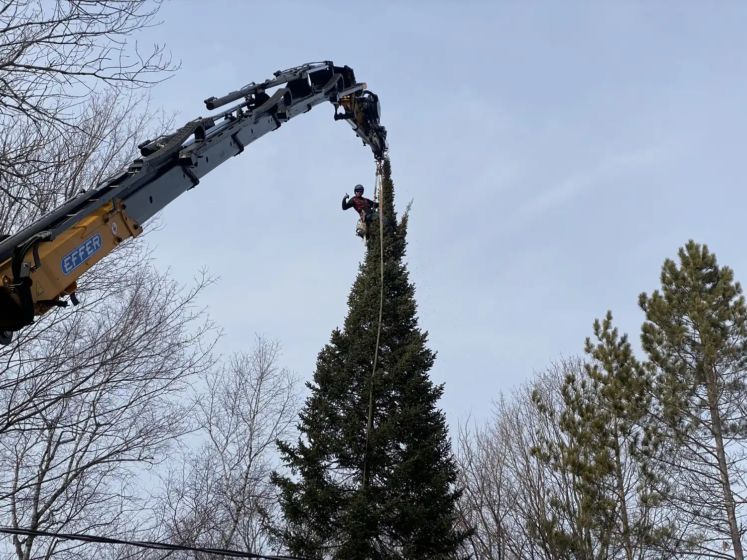 DIY tree removal vs. professional tree removal